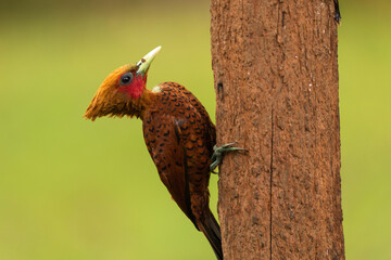 Rotkehlspecht (Celeus loricatus) in Costa Rica