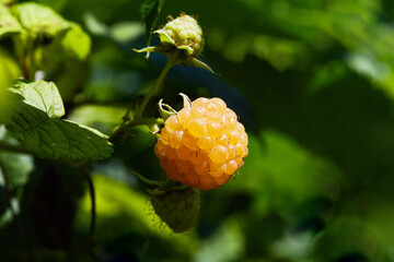 Ripe cultivar organic yellow raspberry in the summer garden