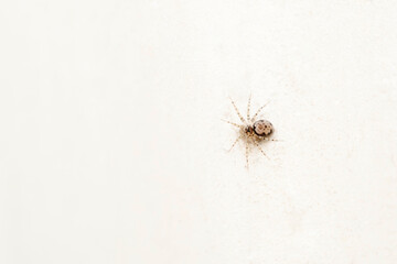 Civitas wall spider, Oecobius civitas, Oecobiidae, Pune, Maharashtra, India