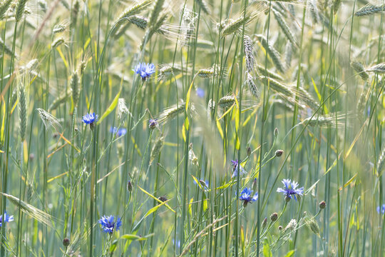 Kornblume