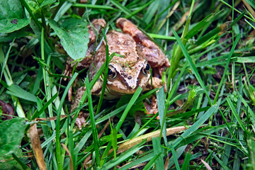 Grasfrosch ( Rana temporaria ).
