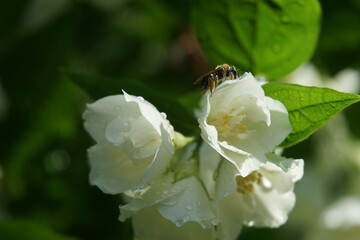 Bee on the jasmine flower
