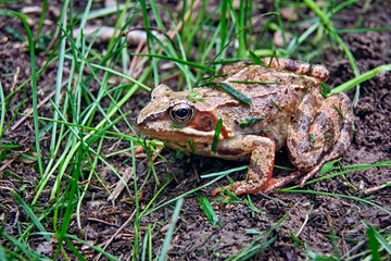 Grasfrosch ( Rana temporaria ).