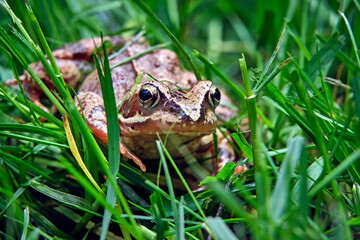 Grasfrosch ( Rana temporaria ).