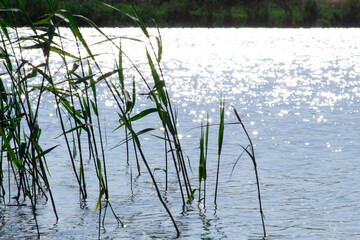 plant stems in the water, against the background of bright glare from the sun in the natural...