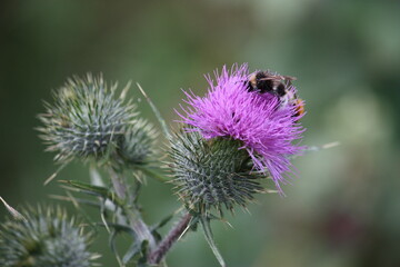 Nahaufnahme einer Erdhummel mit Distelblüte im Sommer bei Sonnenschein