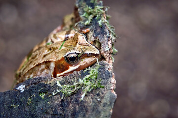 Grasfrosch ( Rana temporaria ).