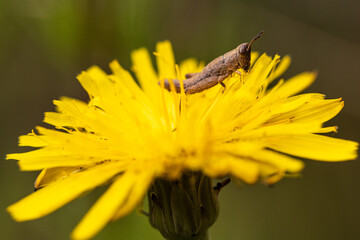 grasshopper on a yellow flower.