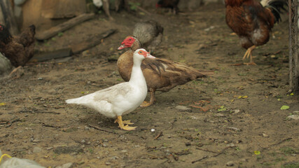 Domestic white and brown duck and rooster walk on the ground. Background of old farm. Search of food