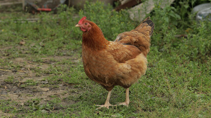 Domestic brown chicken walk on the ground. Background of green grass in farm. Search of food