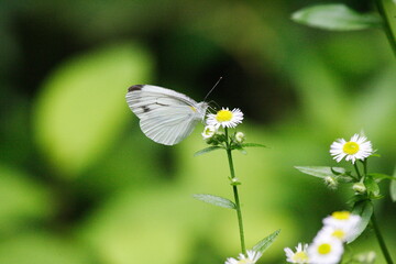 Cabbage butterfly sucks nectar on white flower
