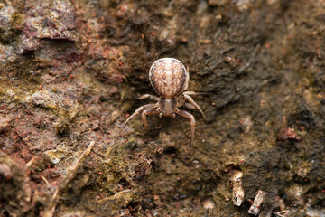 Ground crab spider, Xysticus cristatus, Satara, Maharashtra, India