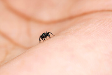 Jumping spider, Phlegra prasanna, Salticidae, Satara, Maharashtra, India
