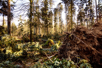 scenery shot of a storm damaged forest, broken trees after hurricane in germany