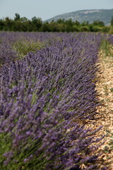 Fototapeta na wymiar Lavender field in Provence landscape