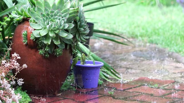flower pots in the rain