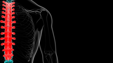 Human Skeleton Vertebral Column Thoracic Vertebrae Anatomy © mybox