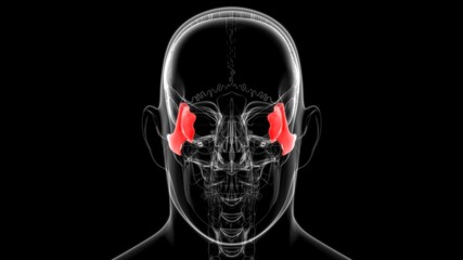 Human Skeleton Skull Zygomatic Bone Anatomy For Medical Concept © mybox