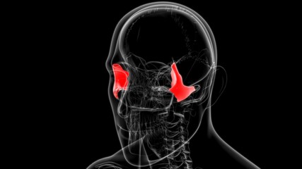 Human Skeleton Skull Zygomatic Bone Anatomy For Medical Concept © mybox