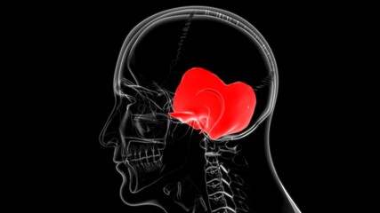Human Skeleton Skull Temporal Bone Anatomy For Medical Concept © mybox