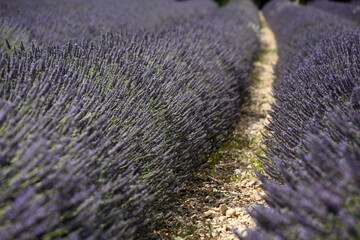 Lavender field in Provence landscape