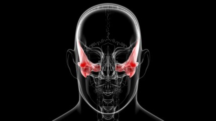 Human Skeleton Skull Temporal Bone Anatomy For Medical Concept © mybox