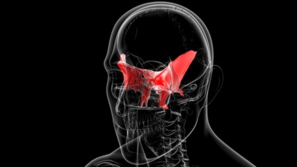 Human Skeleton Skull Sphenoid Bone Anatomy For Medical Concept © mybox