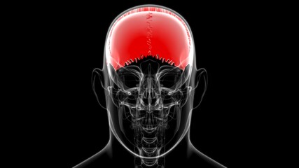 Human Skeleton Skull Parietal Bone Anatomy For Medical Concept © mybox