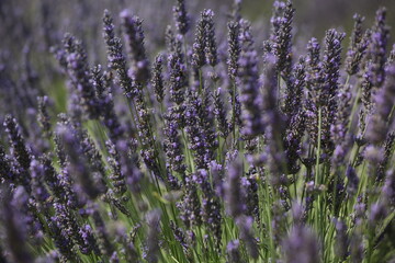 Lavender field in Provence landscape