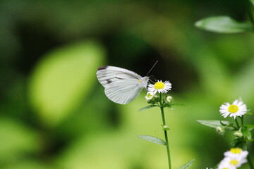 Cabbage butterfly drinks nectar on flower