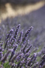 Lavender field in Provence landscape