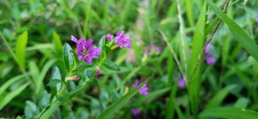 Fototapeta premium pink flowers in the grass