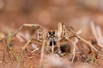 Portrait of Geolycosa vultuosa, Wolf spider, Lycosidae, Satara, MAharashtra, India