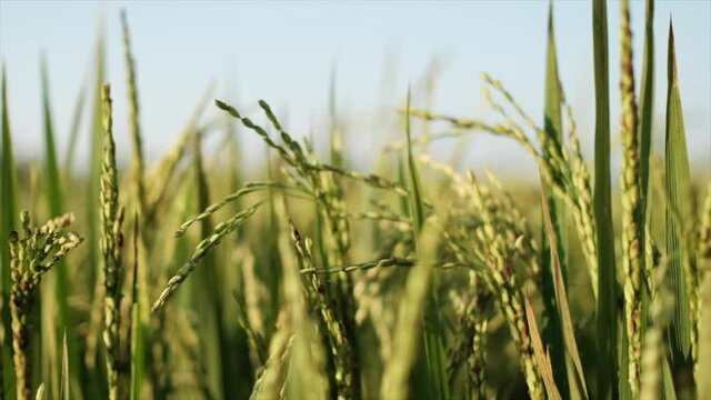 rice grains in paddy field