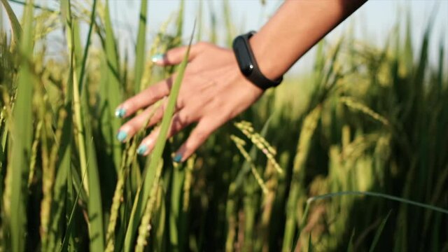 a girl touching rice in rice field