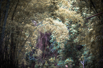 The blurry abstract background of bamboo trees that make up the tunnel between the roads, the beauty of nature while traveling, with cool breezes.
