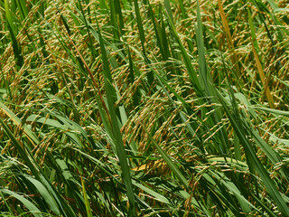 Rice fields near to harvest