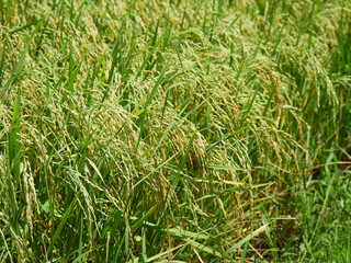 Rice fields near to harvest