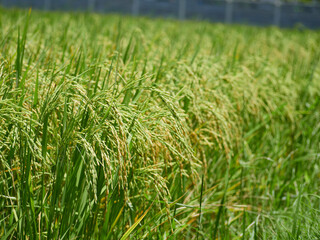 Rice fields near to harvest