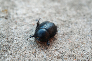 Black stag beetle close-up 