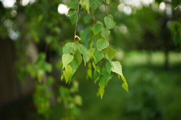 green birch leaves on branches in the spring.
