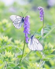 Two cabbage white butterfly on purple flowers. Gardening. Insect pests. Pieris brassicae.