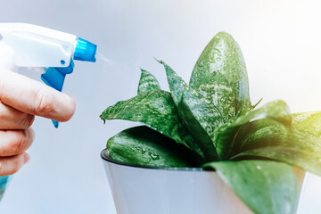 Closeup of man's hand spraying water on houseplants. Flower head watered from a watering can on white background.