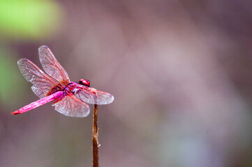 red dragonfly on a branch