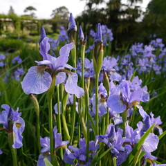 Blue flower iris