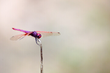 red dragonfly on a branch
