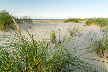 Beach with sand dunes and marram grass in soft sunrise sunset light. Skagen Nordstrand, Denmark....