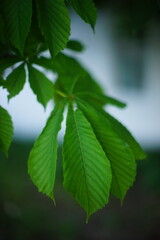 Fototapeta na wymiar Chestnut tree branch with green leaves closeup.