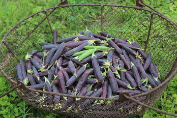 Récolte de pois, du vert dans le pourpre