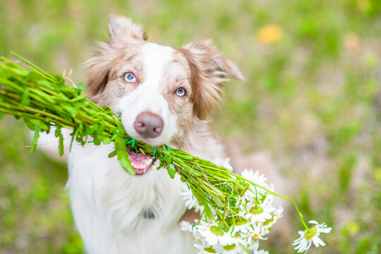 Can Dogs Eat Cilantro? The Ultimate Guide to Feeding Your Furry Friend Can dogs eat cilantro? Get the answer to this and more in our comprehensive guide to feeding your furry friend